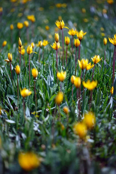 Hermosos Tulipanes Amarillos Salvajes Prado Tulipa Quercetoru — Foto de Stock