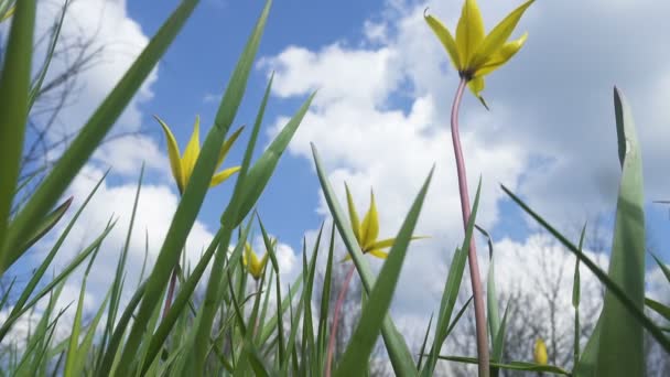 Blühende Gelbe Wild Wachsende Tulpen Auf Einer Waldwiese Windigen Frühlingstag — Stockvideo