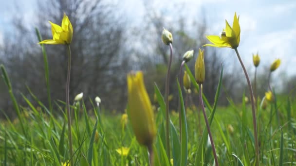 Kvetoucí Žluté Divoké Rostoucí Tulipány Lesním Trávníku Větrného Jarního Dne — Stock video