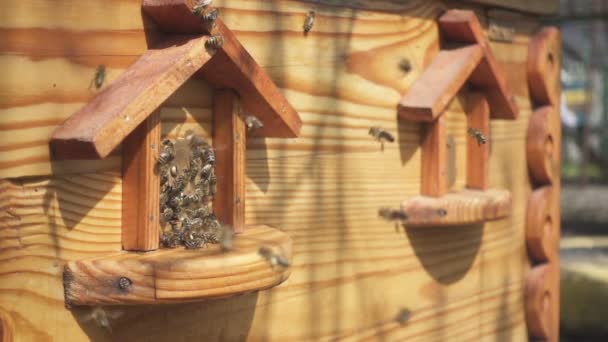 Bijen Vliegen Uit Bijenkorf Van Dichtbij Bekijken — Stockvideo