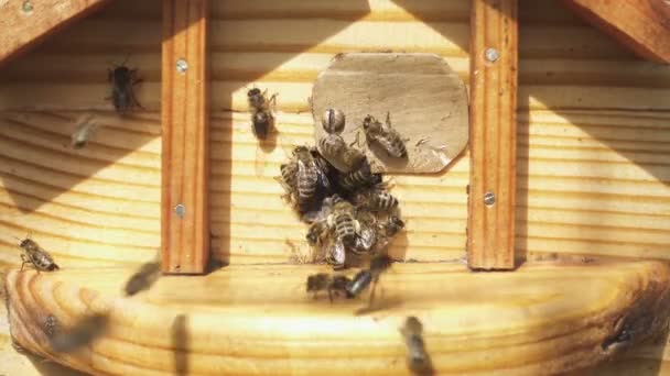 Včely Letí Dovnitř Ven Zblízka Pohled — Stock video