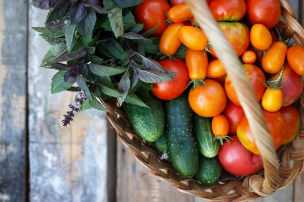 Harvesting Tomatoes Cucumbers Basil Baske — Stock Photo, Image