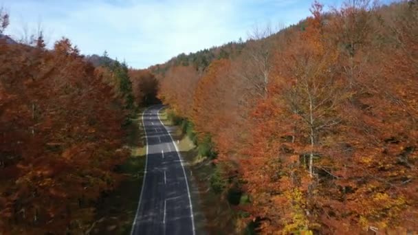 Survolant Route Automne Vide Avec Les Arbres Brillants Dans Les — Video