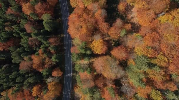 Sorvolando Strada Autunno Vuota Con Gli Alberi Luminosi Nei Toni — Video Stock