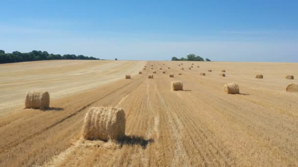 Bales Field Aerial View — Stock Video