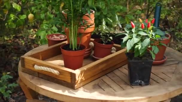 Handen Van Vrouw Planten Van Bloemen Potten Tuin — Stockvideo