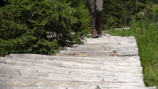 Escursionista Ragazza Passeggiando Lungo Sentiero Legno Tronco Passerella Alla Pineta — Video Stock