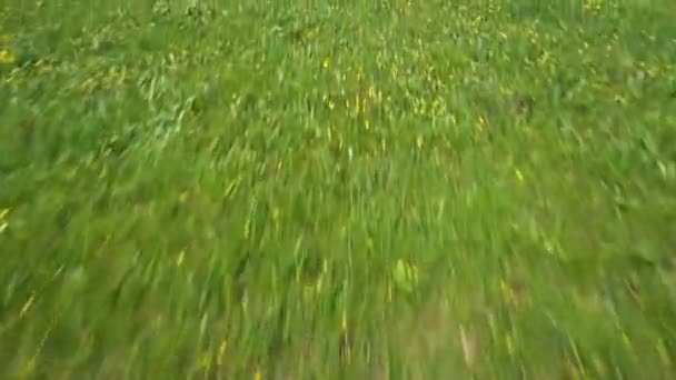 Весенний Сельский Пейзаж Цветущими Желтыми Тюльпанами Растущими Зеленой Лужайке Однополосной — стоковое видео