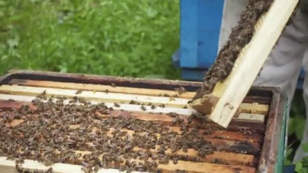 Beekeeper Working Bees Beehives — Stock Video