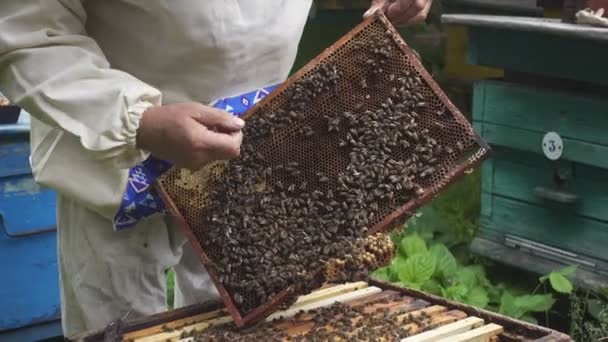Pszczelarz Pracuje Pszczołami Uli — Wideo stockowe