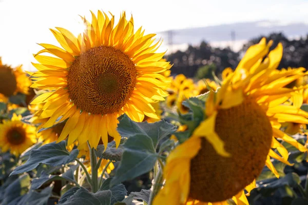 Close Zicht Zonnebloem Bloemen Avond Fiel — Stockfoto