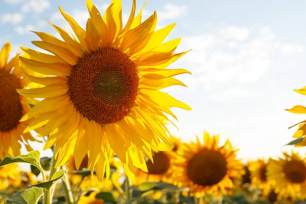 Close Visning Solsikke Blomster Aftenen Fiel - Stock-foto