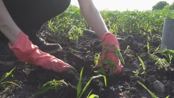 Plantación Plántulas Tomates Vegetales Jardín Manos Sosteniendo Una Plántula Regadera — Vídeo de stock