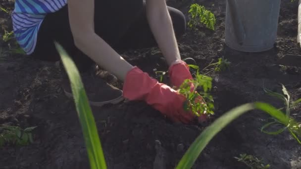 庭に野菜トマトの苗を植える 背景に苗 散水缶 シャベルを保持する手 — ストック動画