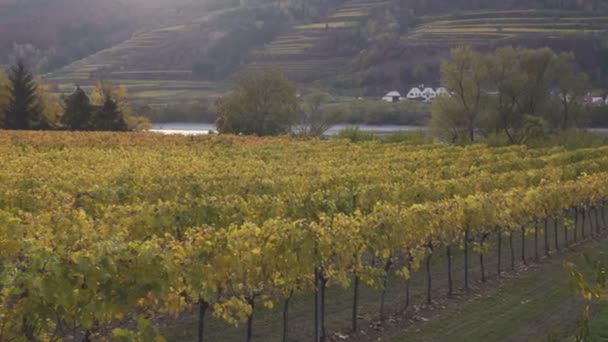 Uitzicht Herfst Wijngaarden Een Heuvels Van Beroemde Oostenrijkse Vallei Wachau — Stockvideo