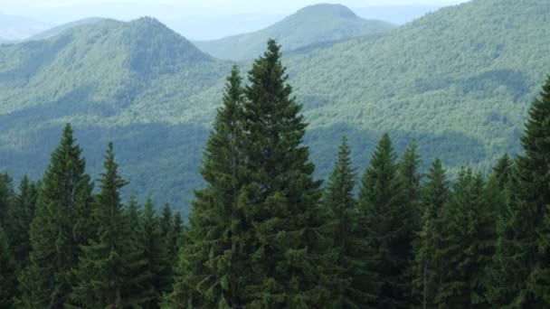 Paysage Pittoresque Forêt Pins Montagne Dans Les Montagnes Des Carpates — Video