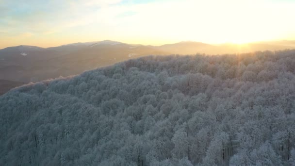 Zimowy Wschód Słońca Nad Górskim Lasem Pięknymi Pokrytymi Śniegiem Drzewami — Wideo stockowe