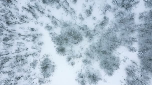 空中无人驾驶飞机俯瞰高山上的森林 山上覆盖着积雪的树木 — 图库视频影像