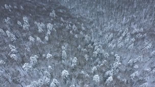 Vista Aérea Drones Del Bosque Alto Colina Las Montañas Invierno — Vídeos de Stock