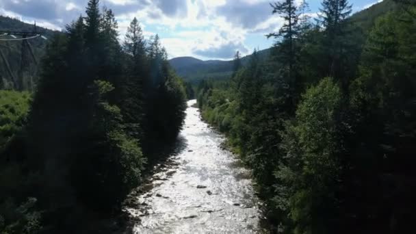 Beautiful Mountain River Running Pine Forest — Stock Video