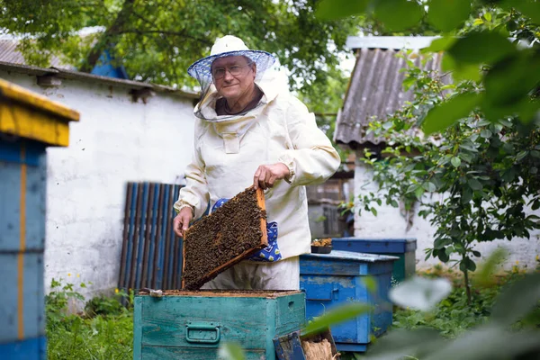 Beekeeper Working Bees Beehive — Stock Photo, Image