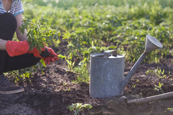 Tomatenzaailingen Planten Tuin Handen Met Een Zaailing Gieter Schep Achtergroun — Stockfoto