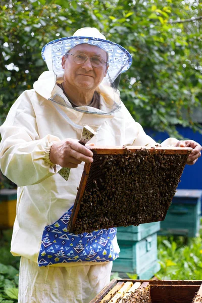 Apicultor Está Trabalhando Com Abelhas Colmeia — Fotografia de Stock