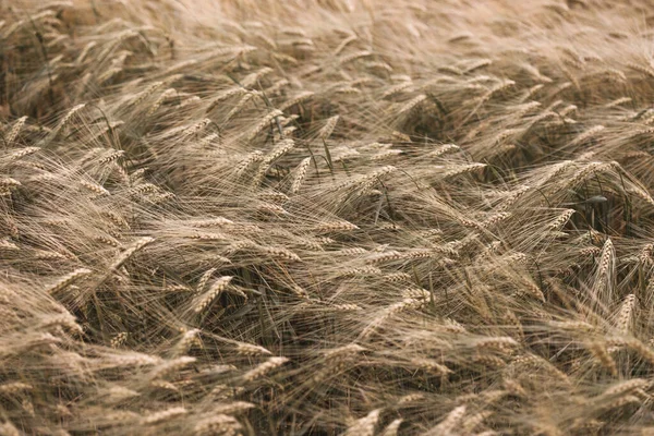 Wheat Field Closeup Sunset Plant Backgroun — Stock Photo, Image
