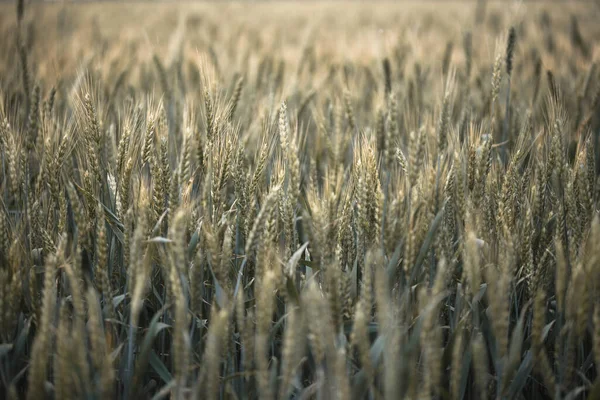 Wheat Field Closeup Sunset Plant Backgroun — Stock Photo, Image