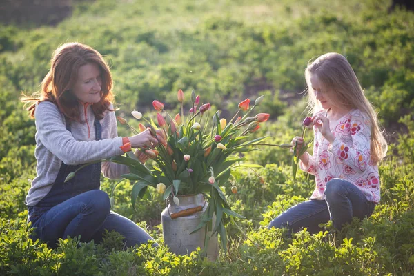女の子は夕日を背景に庭にチューリップの花束を収集します 家族やガーデニン — ストック写真