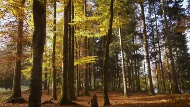 Vallende Bladeren Van Bomen Zonnige Herfstdag — Stockvideo