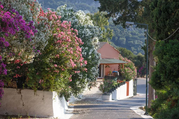Nerium Oleander Rua Uma Cidade Grega Ilha Corfu Greec — Fotografia de Stock