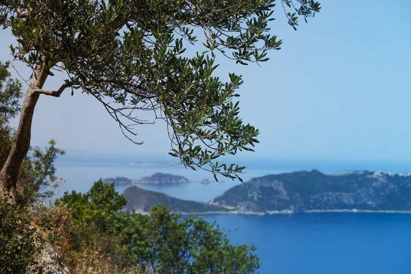Погляд Острови Навколо Острова Корфу Греція Оливкова Гілка Передній Групі — стокове фото
