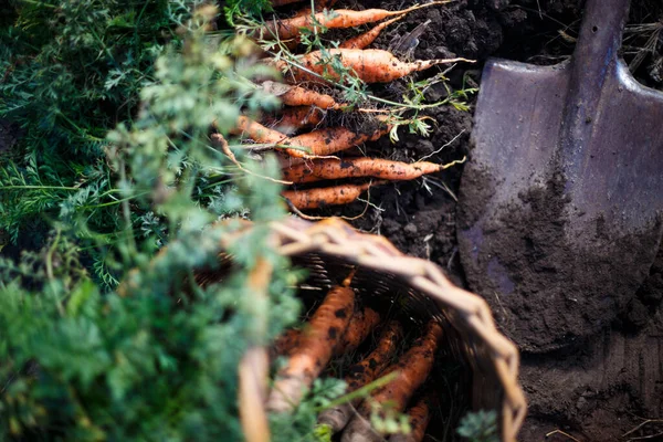 Уборка Моркови Lot Carrot Basket Garde — стоковое фото