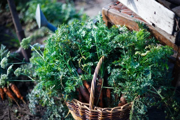 Harvesting Carrots Lot Carrots Basket Garde — Stock Photo, Image