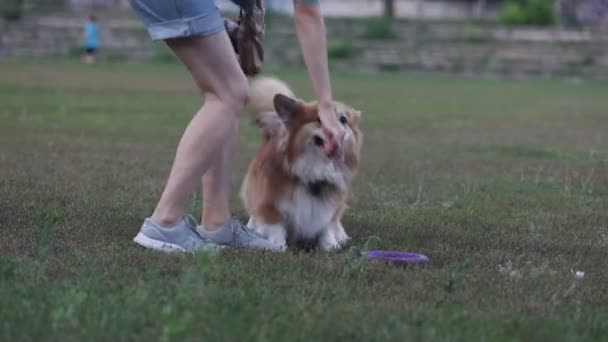 Grappig Welsh Corgi Pluizig Hond Spelen Met Rubberen Ring Speelgoed — Stockvideo