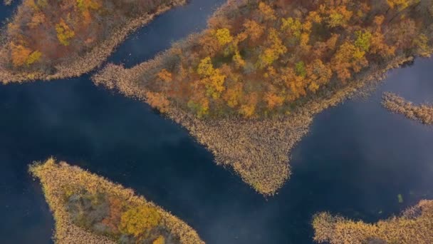 Luftaufnahme Des Herbstwaldes Mit Dem Kleinen Ruhigen Gewundenen Fluss — Stockvideo