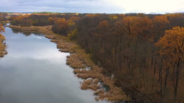 Luchtfoto Van Herfst Bos Met Kleine Rustige Kronkelende Rivier — Stockvideo