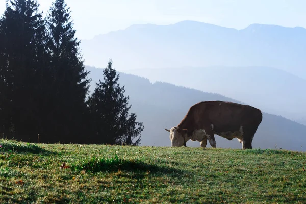 美しい山々 の背後に緑の牧草地に牛 — ストック写真