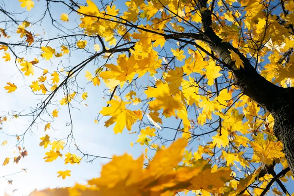 Bello Sfondo Autunno Rami Con Congedo Betulla — Foto Stock