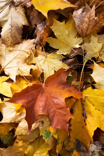 Autumn Mood Achtergrond Van Herfst Kleurrijk Esdoorn Verlaten — Stockfoto