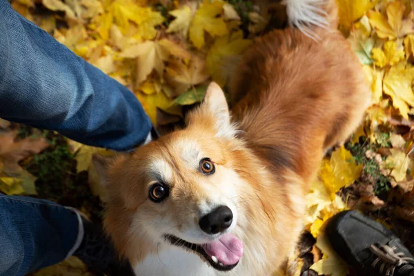 Värdar Och Corgi Promenad Hund Bakgrunden Ben Och Foliag — Stockfoto