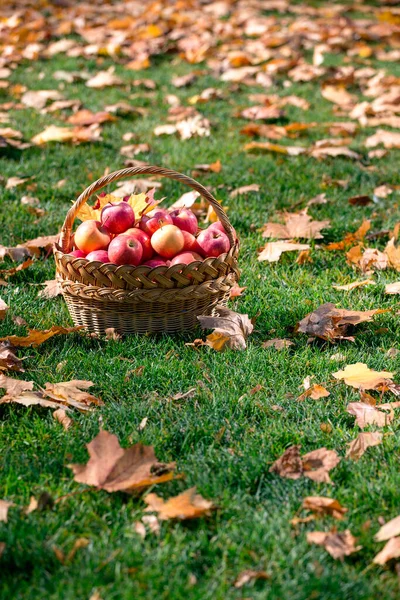 Manzanas Jugosas Una Canasta Garde — Foto de Stock