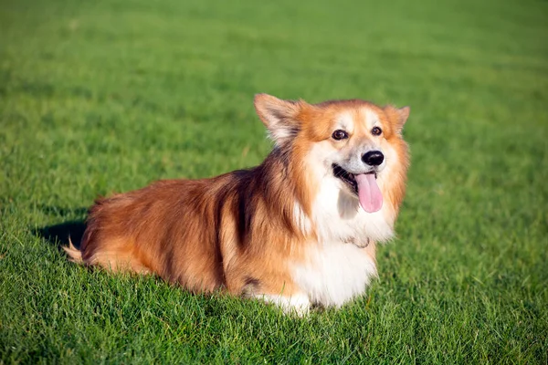 Όμορφο Corgi Αφράτο Σκυλί Στο Πράσινο Γκρα — Φωτογραφία Αρχείου