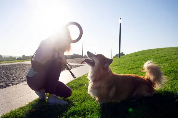 training - girl and dog corgi walking in the par