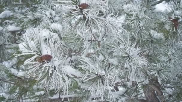 冬景色と雪に覆われた山林のモミの木 — ストック動画