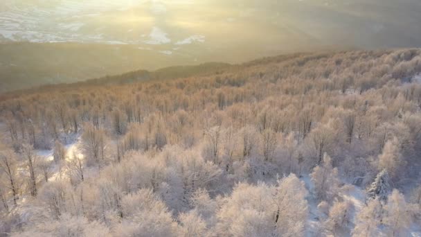 Wintersonnenaufgang Über Dem Bergwald Mit Den Wunderschönen Schneebedeckten Bäumen Die — Stockvideo