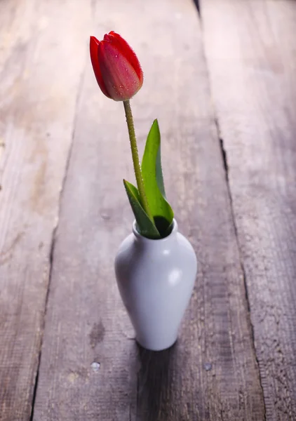 Tulipe au vase — Photo