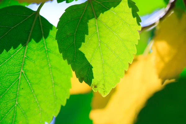Αφηρημένη Φθινοπωρινά φύλλα φόντο — Φωτογραφία Αρχείου