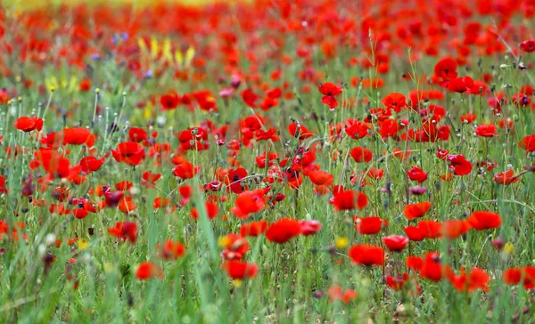 Gelincikler — Stok fotoğraf